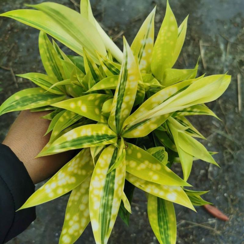 星点木小型盆栽室内净化空气美观又好养的绿植花卉