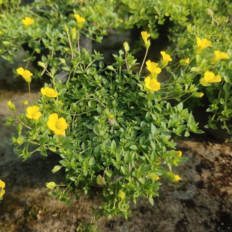 金莎草盆栽苗易爆盆地被植物开花机器耐寒护盆草庭院