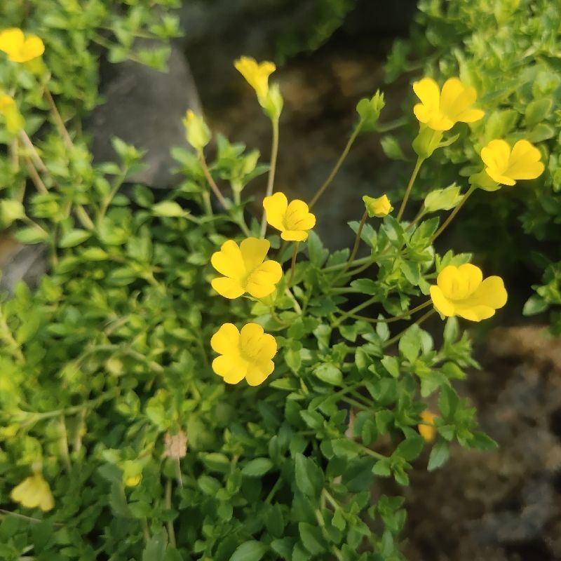 金莎草盆栽苗易爆盆地被植物开花机器耐寒护盆草庭院