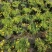 金莎草盆栽苗易爆盆地被植物开花机器耐寒护盆草庭院