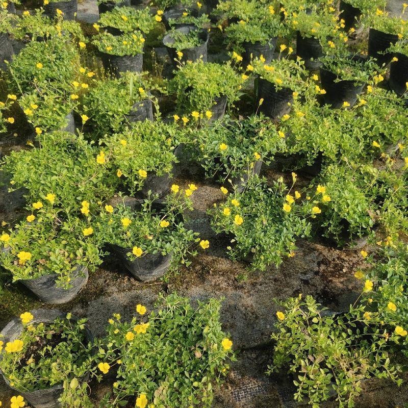 金莎草盆栽苗易爆盆地被植物开花机器耐寒护盆草庭院