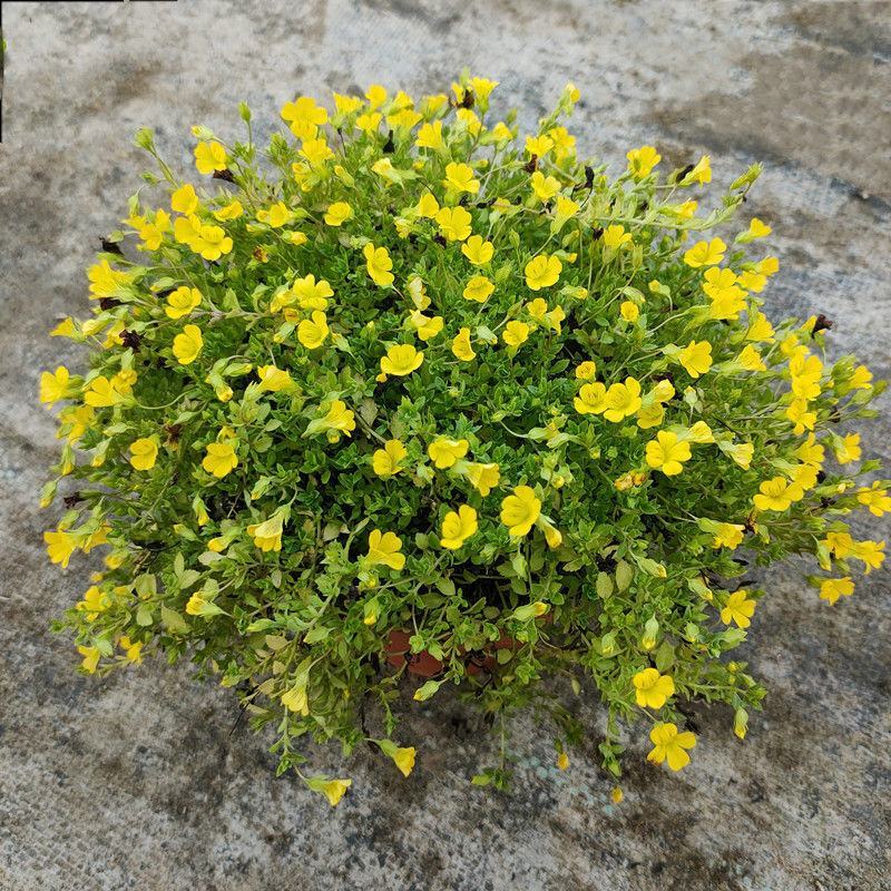 金莎草盆栽苗易爆盆地被植物开花机器耐寒护盆草庭院