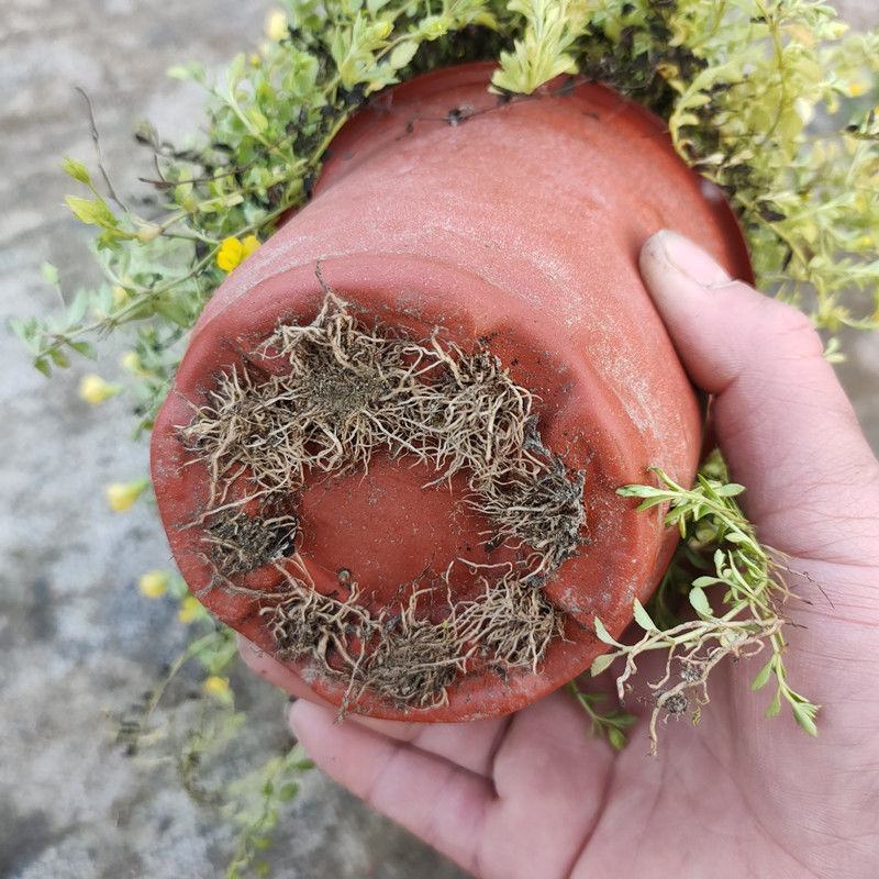 金莎草盆栽苗易爆盆地被植物开花机器耐寒护盆草庭院