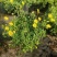 金莎草盆栽苗易爆盆地被植物开花机器耐寒护盆草庭院