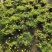 金莎草盆栽苗易爆盆地被植物开花机器耐寒护盆草庭院