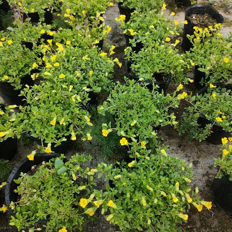 金莎草盆栽苗易爆盆地被植物开花机器耐寒护盆草庭院