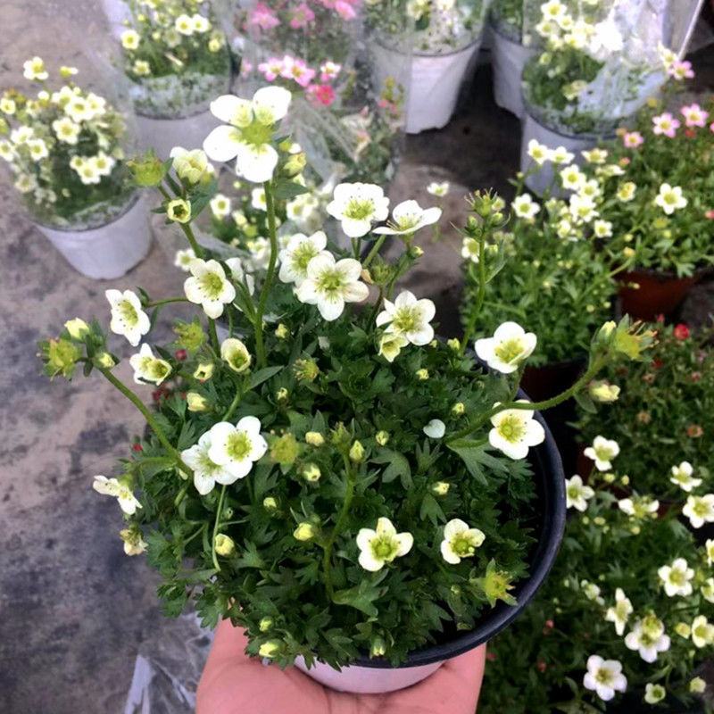 虎耳草带花发货多年生花园室内开花植物耐寒耐热简单好养带花