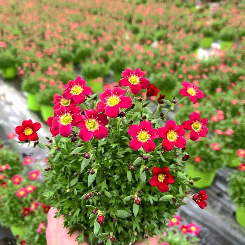 虎耳草带花发货多年生花园室内开花植物耐寒耐热简单好养带花