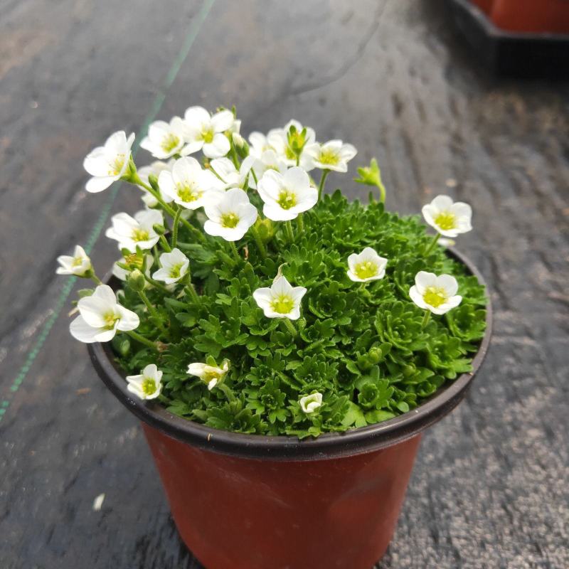 虎耳草带花发货多年生花园室内开花植物耐寒耐热简单好养带花