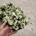 虎耳草带花发货多年生花园室内开花植物耐寒耐热简单好养带花