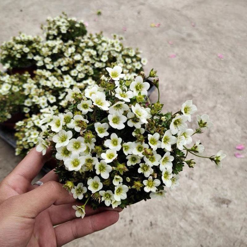 虎耳草带花发货多年生花园室内开花植物耐寒耐热简单好养带花