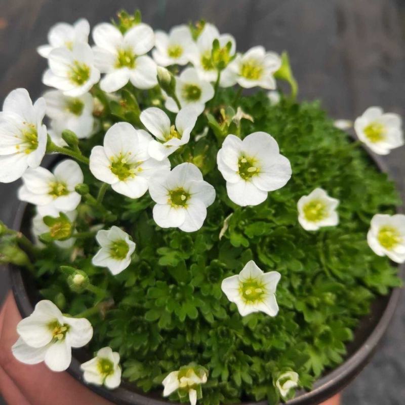虎耳草带花发货多年生花园室内开花植物耐寒耐热简单好养带花