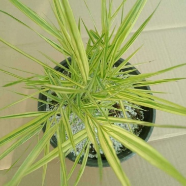 新品花叶斑叶箱根草光环盆栽苗花园植物阳台庭院花境荫生
