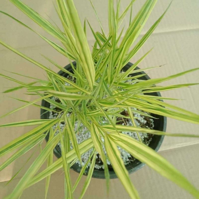 新品花叶斑叶箱根草光环盆栽苗花园植物阳台庭院花境荫生