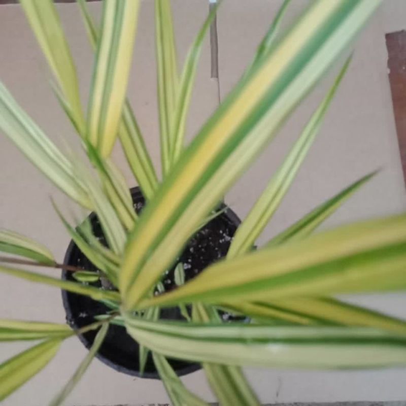 新品花叶斑叶箱根草光环盆栽苗花园植物阳台庭院花境荫生