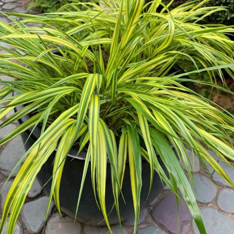 新品花叶斑叶箱根草光环盆栽苗花园植物阳台庭院花境荫生