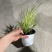 新品花叶斑叶箱根草光环盆栽苗花园植物阳台庭院花境荫生