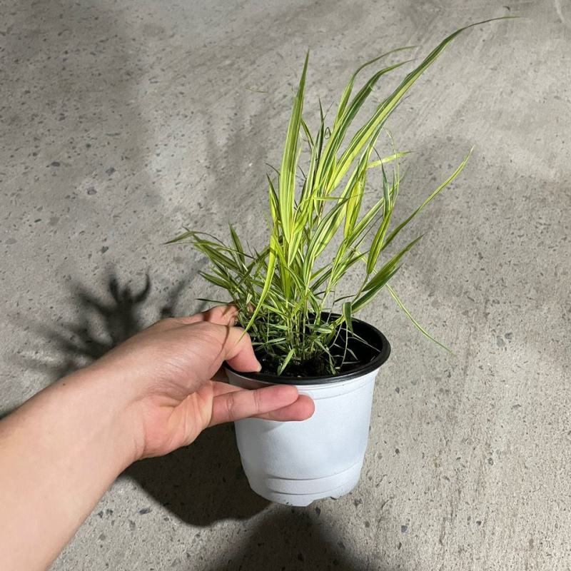 新品花叶斑叶箱根草光环盆栽苗花园植物阳台庭院花境荫生