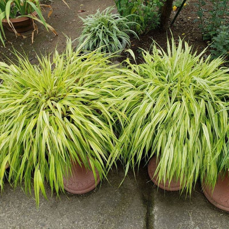 新品花叶斑叶箱根草光环盆栽苗花园植物阳台庭院花境荫生
