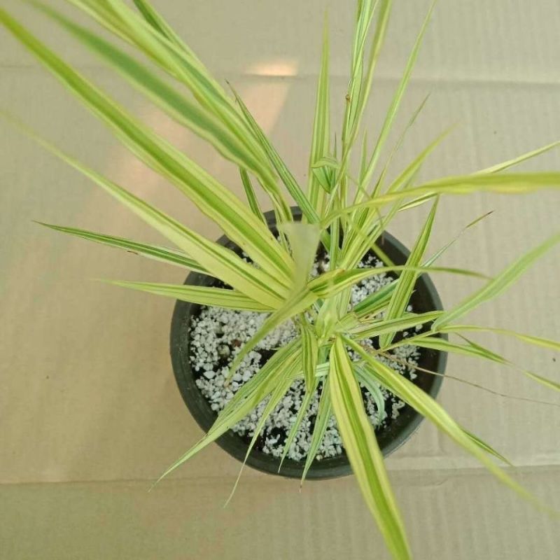 新品花叶斑叶箱根草光环盆栽苗花园植物阳台庭院花境荫生