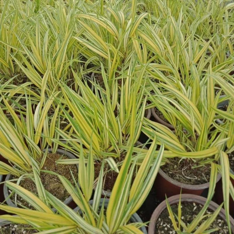 新品花叶斑叶箱根草光环盆栽苗花园植物阳台庭院花境荫生