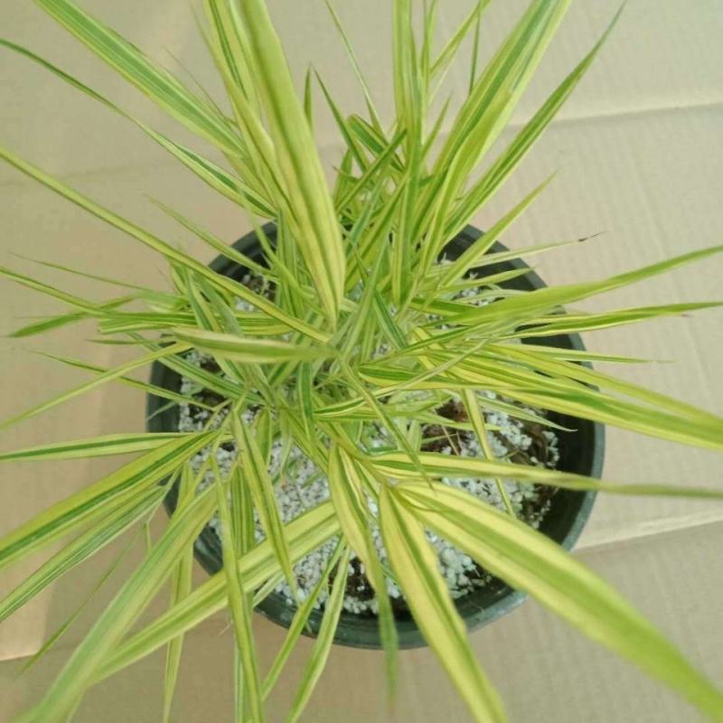 新品花叶斑叶箱根草光环盆栽苗花园植物阳台庭院花境荫生