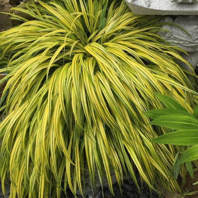 新品花叶斑叶箱根草光环盆栽苗花园植物阳台庭院花境荫生