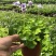 熊猫堇盆栽花苗带花发货多年生草本花卉花园宿根庭院