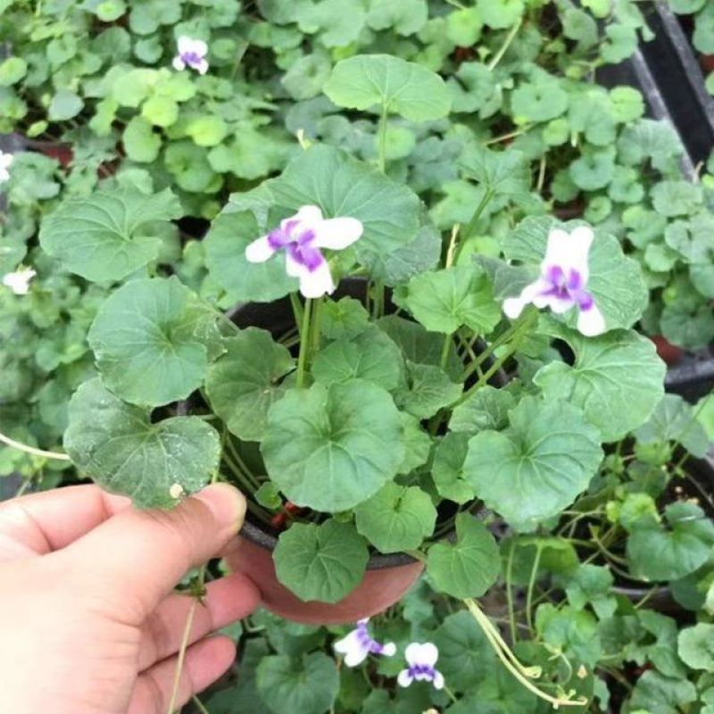 熊猫堇盆栽花苗带花发货多年生草本花卉花园宿根庭院