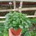熊猫堇盆栽花苗带花发货多年生草本花卉花园宿根庭院