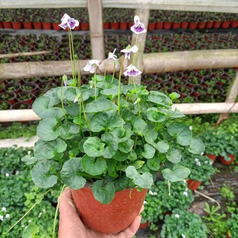 熊猫堇盆栽花苗带花发货多年生草本花卉花园宿根庭院