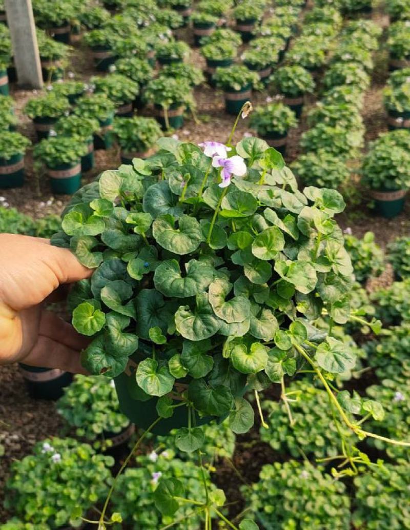 熊猫堇盆栽花苗带花发货多年生草本花卉花园宿根庭院