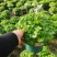 熊猫堇盆栽花苗带花发货多年生草本花卉花园宿根庭院