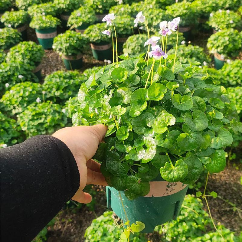 熊猫堇盆栽花苗带花发货多年生草本花卉花园宿根庭院