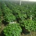 熊猫堇盆栽花苗带花发货多年生草本花卉花园宿根庭院