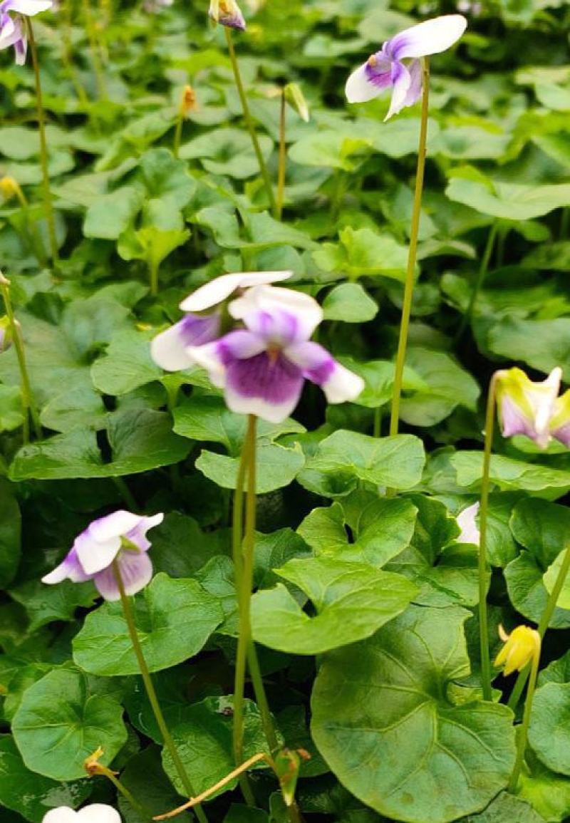 熊猫堇盆栽花苗带花发货多年生草本花卉花园宿根庭院
