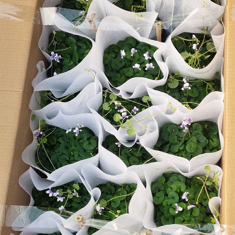 熊猫堇盆栽花苗带花发货多年生草本花卉花园宿根庭院