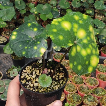 斑叶吴风草花叶吴风草常绿耐阴植物花量大适合庭院花园
