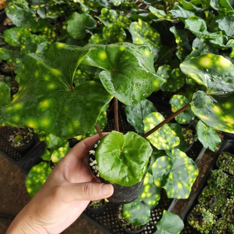 斑叶吴风草花叶吴风草常绿耐阴植物花量大适合庭院花园