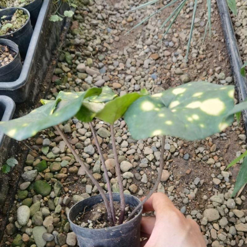 斑叶吴风草花叶吴风草常绿耐阴植物花量大适合庭院花园