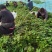 原种龙九头茬红薯苗现出货中