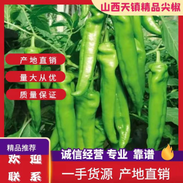 山西鲜辣椒，优质尖椒大量上市，产地直销，一手货源