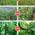 内蒙纯羊粪发酵肥料绿植养花果树蔬菜花生盆栽多肉通用型肥料