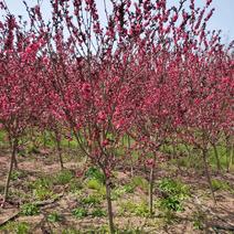 红花红叶碧桃，也叫紫叶碧桃，园林景观优选，苗圃一手货源