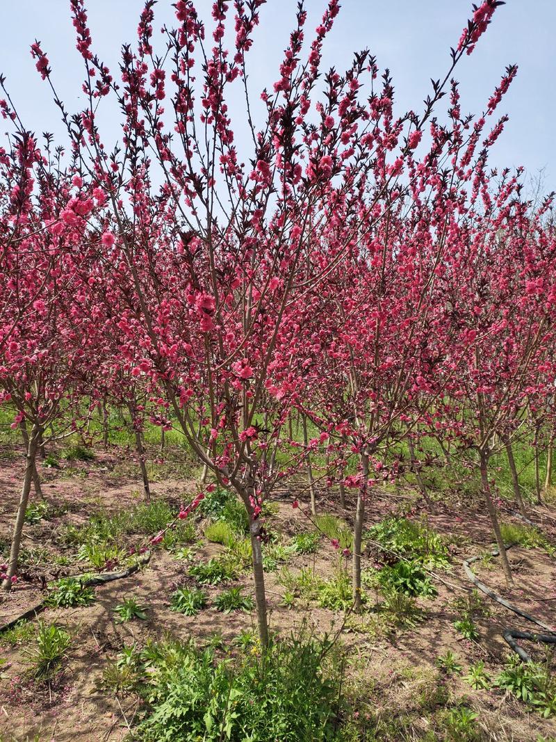红花红叶碧桃，也叫紫叶碧桃，园林景观优选，苗圃一手货源