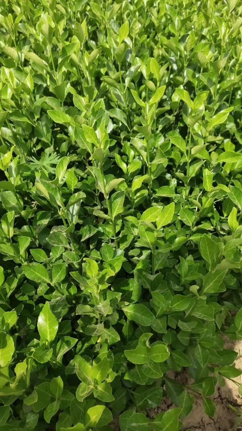 卫矛胶东卫矛苗，卫矛球20-1.5米卫矛球