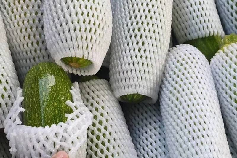 【精品西葫芦】产地直销质量保证量大从优合作共赢