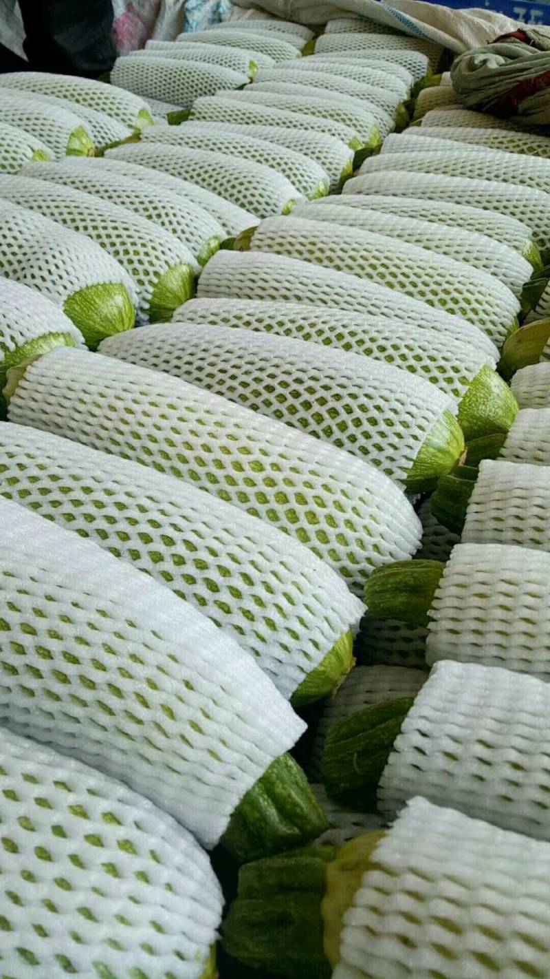 【精品西葫芦】产地直销质量保证量大从优合作共赢