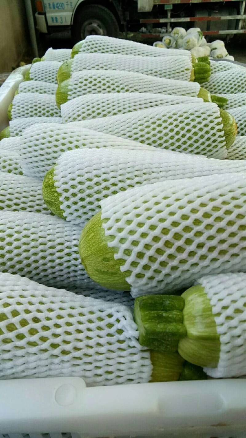 【精品西葫芦】产地直销质量保证量大从优合作共赢
