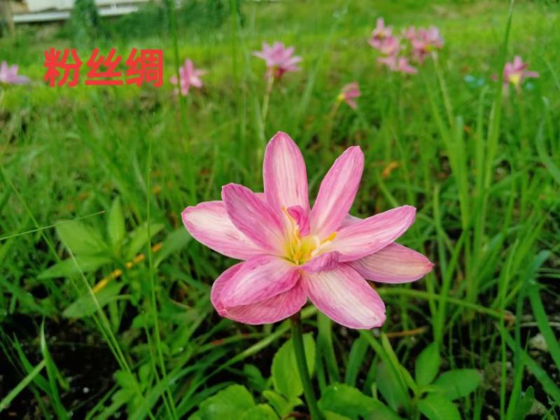 风雨兰钦州（查尼达）